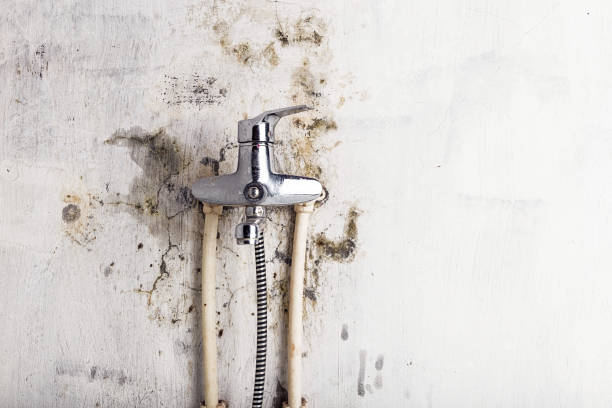 Trusted Meridianville, AL Mold Removal Experts