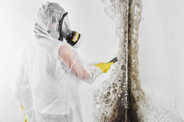 Best Mold Testing  in Meridianville, AL