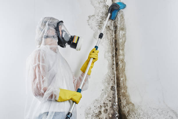 Best Residential Mold Removal  in Meridianville, AL