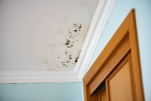 Best Fast Mold Removal  in Meridianville, AL