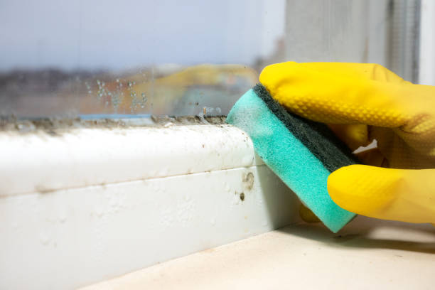 Best Black Mold Removal  in Meridianville, AL