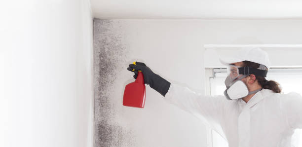 Best Office Mold Removal Services  in Meridianville, AL