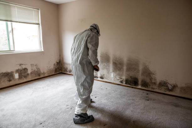 Best Certified Mold Removal  in Meridianville, AL