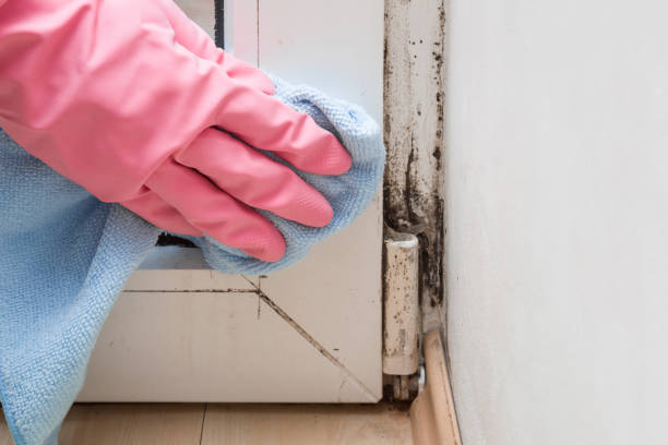 Best Same-Day Mold Removal  in Meridianville, AL